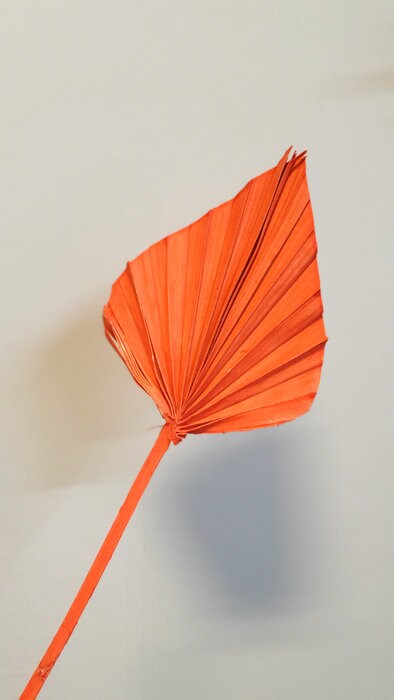 PALM SPEAR-ORANGE COLOUR
